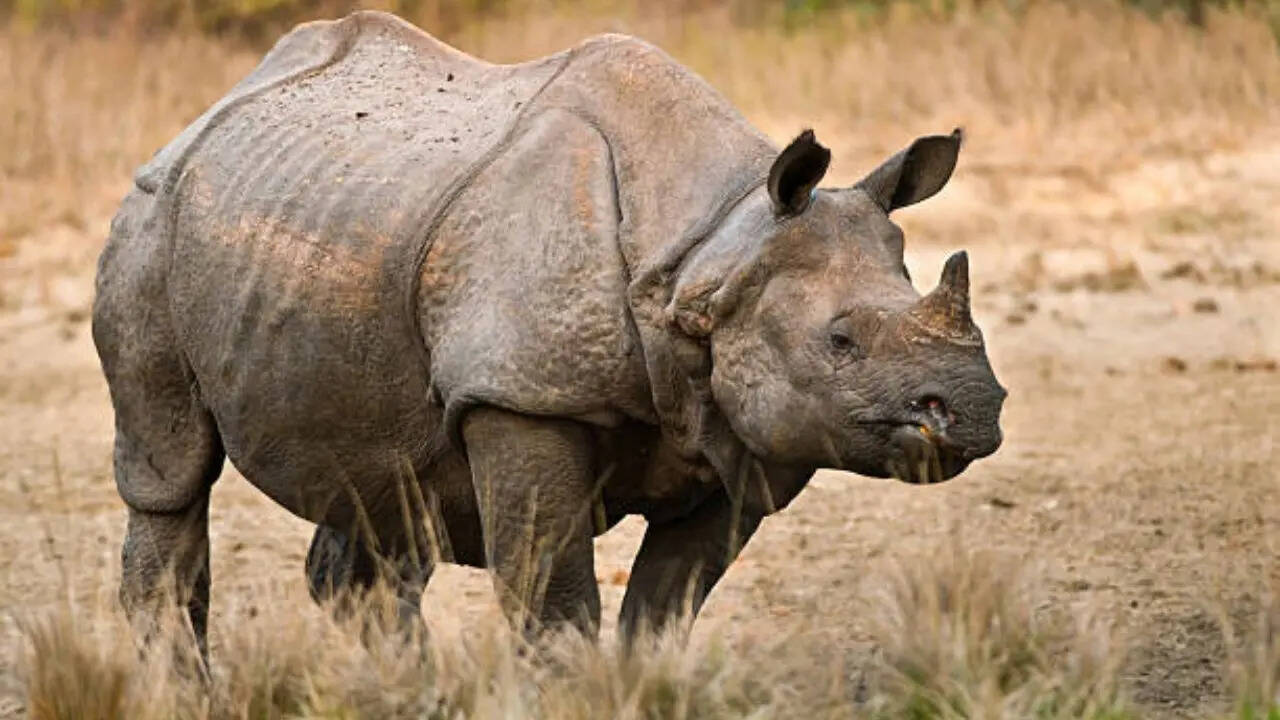 दरियाई घोड़ा पानी में तैर नहीं सकता