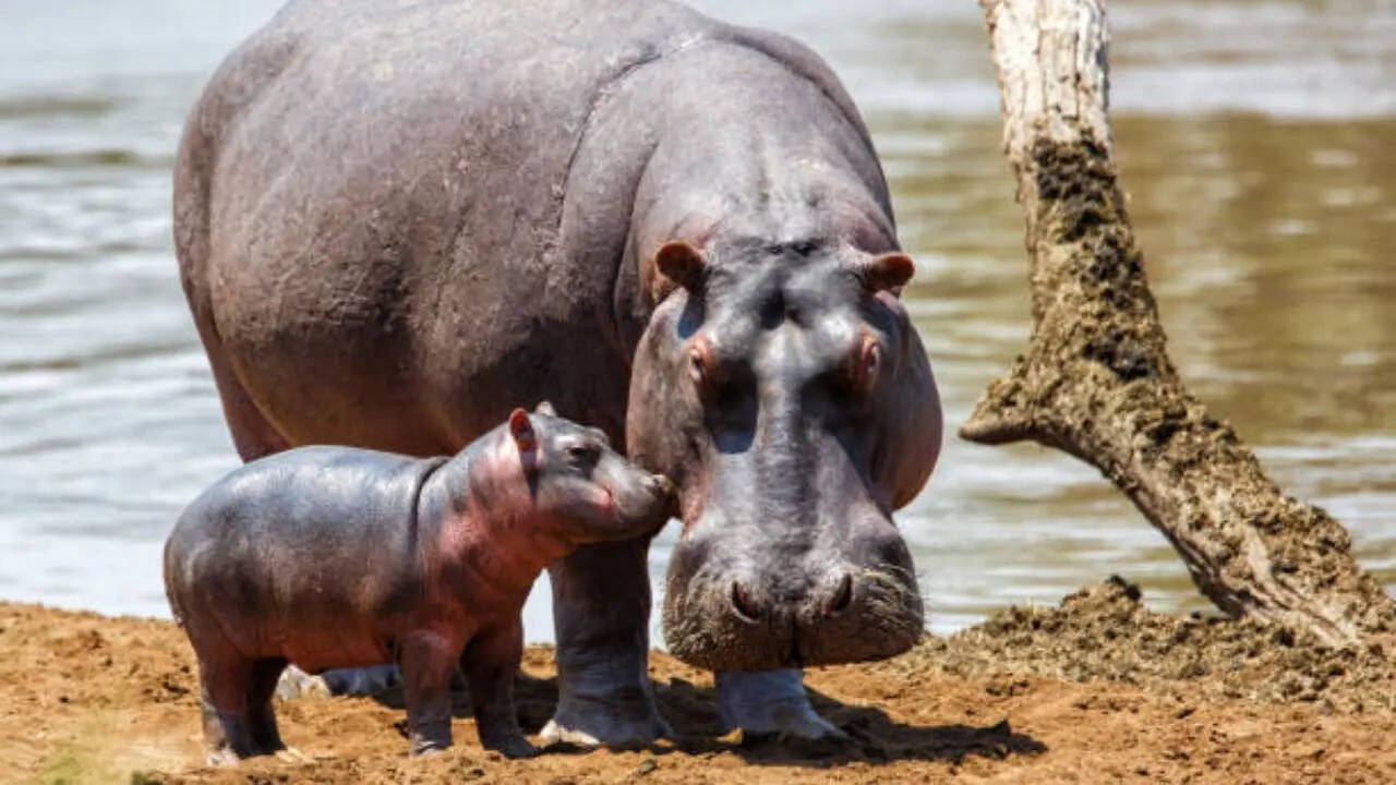 क्या खाते हैं दोनों