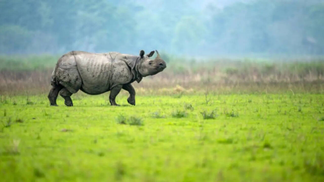 कहां पाए जाते हैं