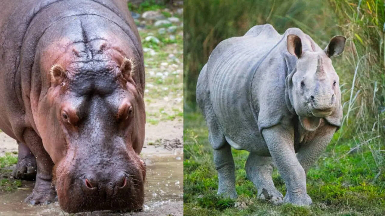 गैंडा और दरियाई घोड़ा में क्या होता है अंतर