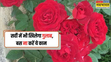 ना मुरझाएगा ना आएंगे चार पत्ती वाले सूखे फूल- सर्दियों में कैसे करें गुलाब की देखभाल इन गलतियों से बचें