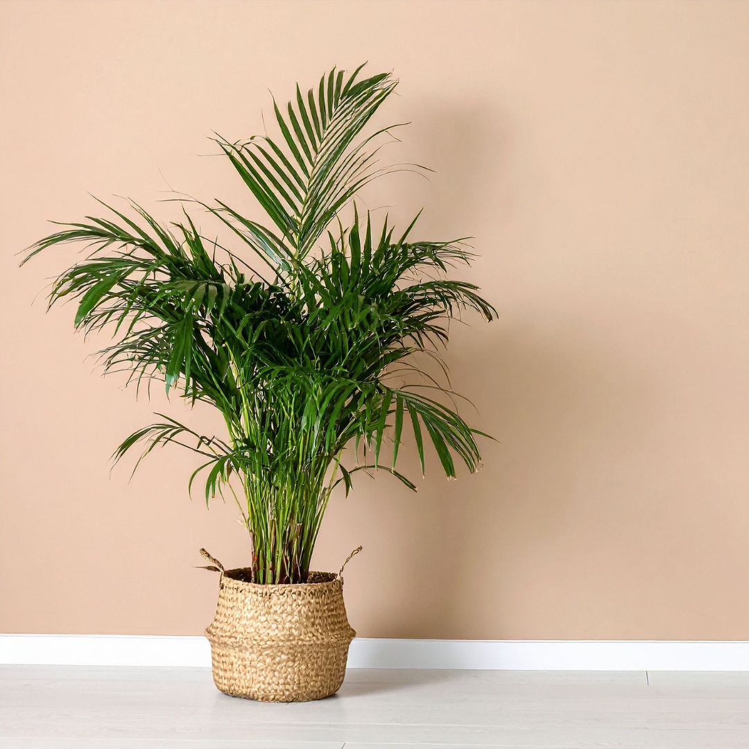अरेका पाम Areca Palm