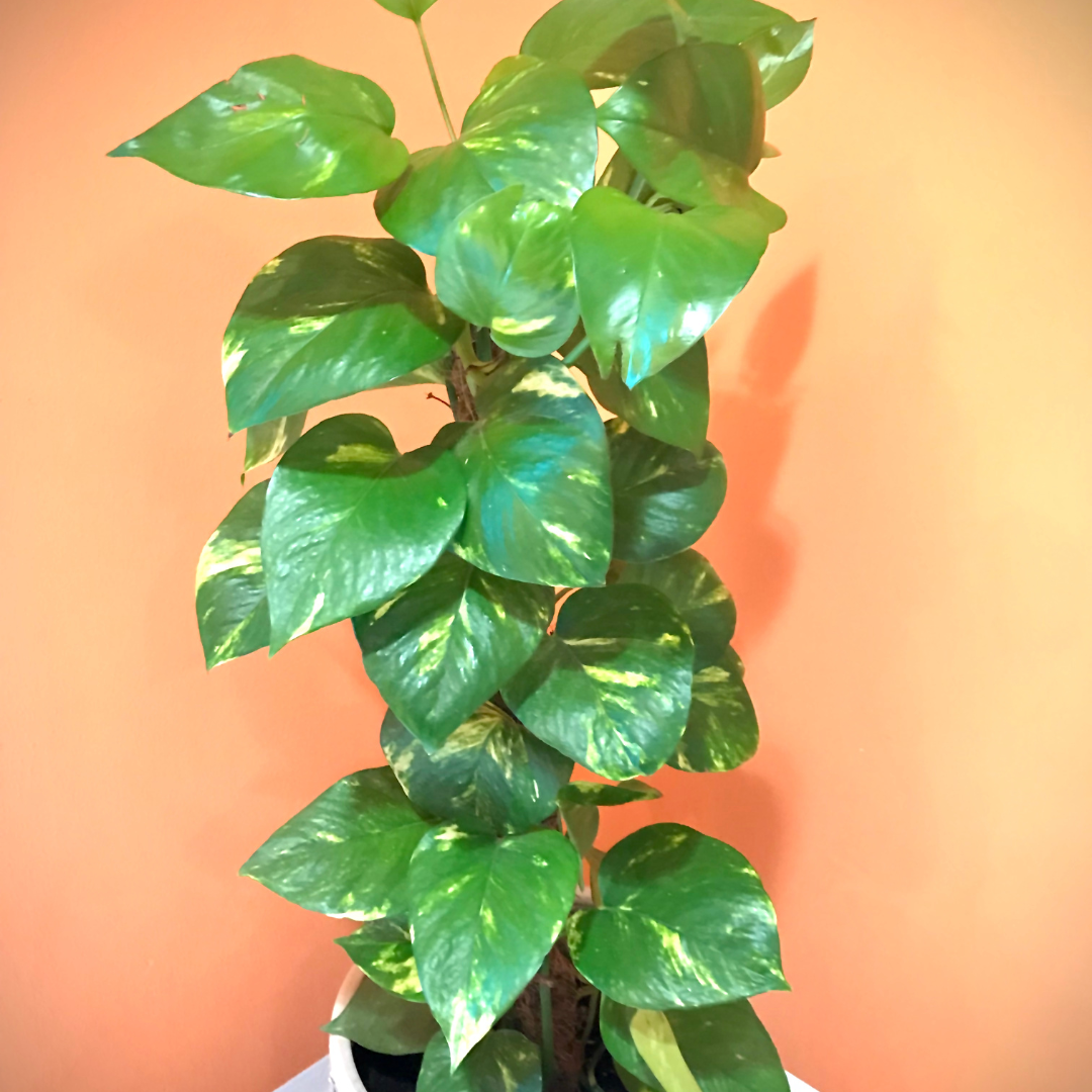 मनी प्लांट Money Plant