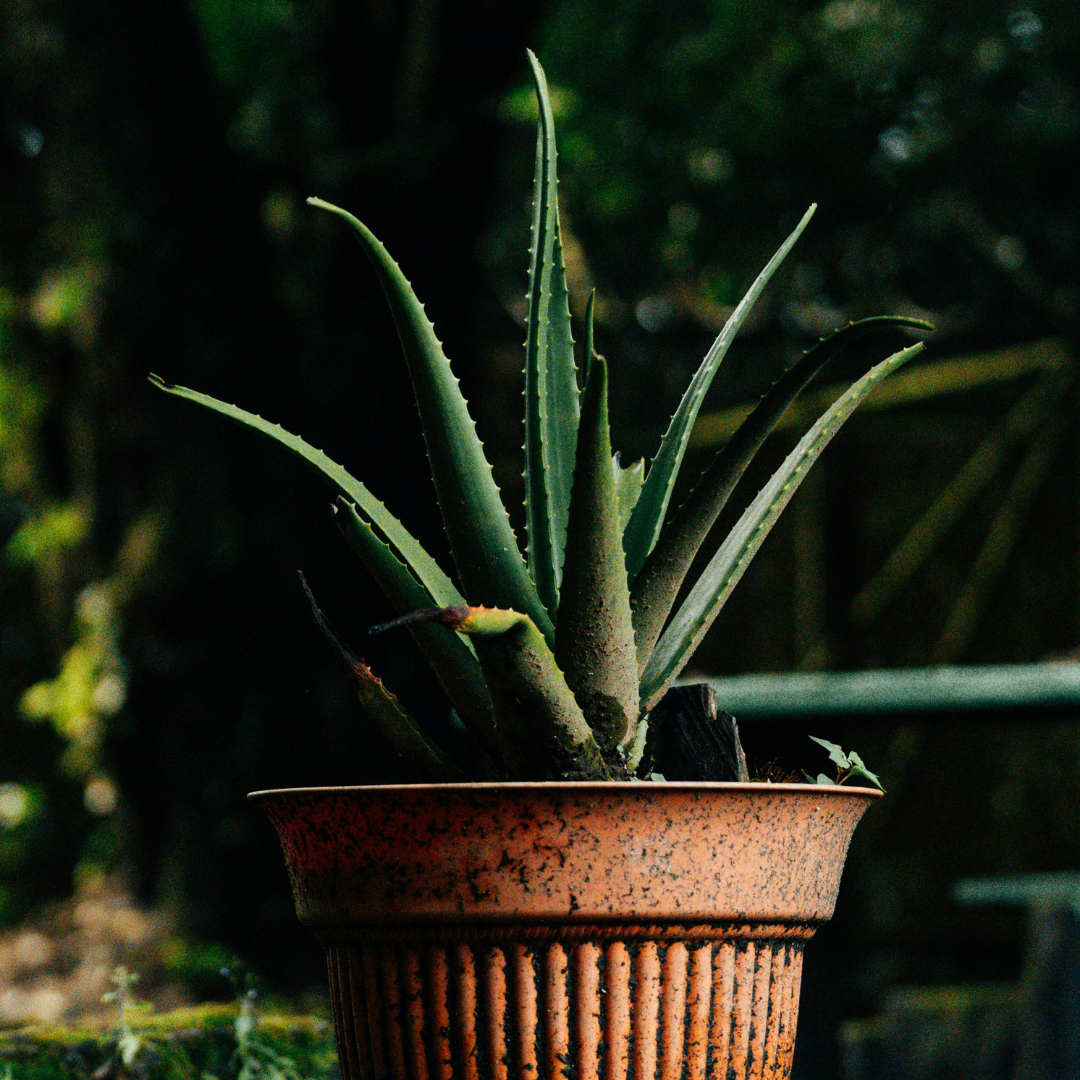 एलोवेरा Aloe Vera