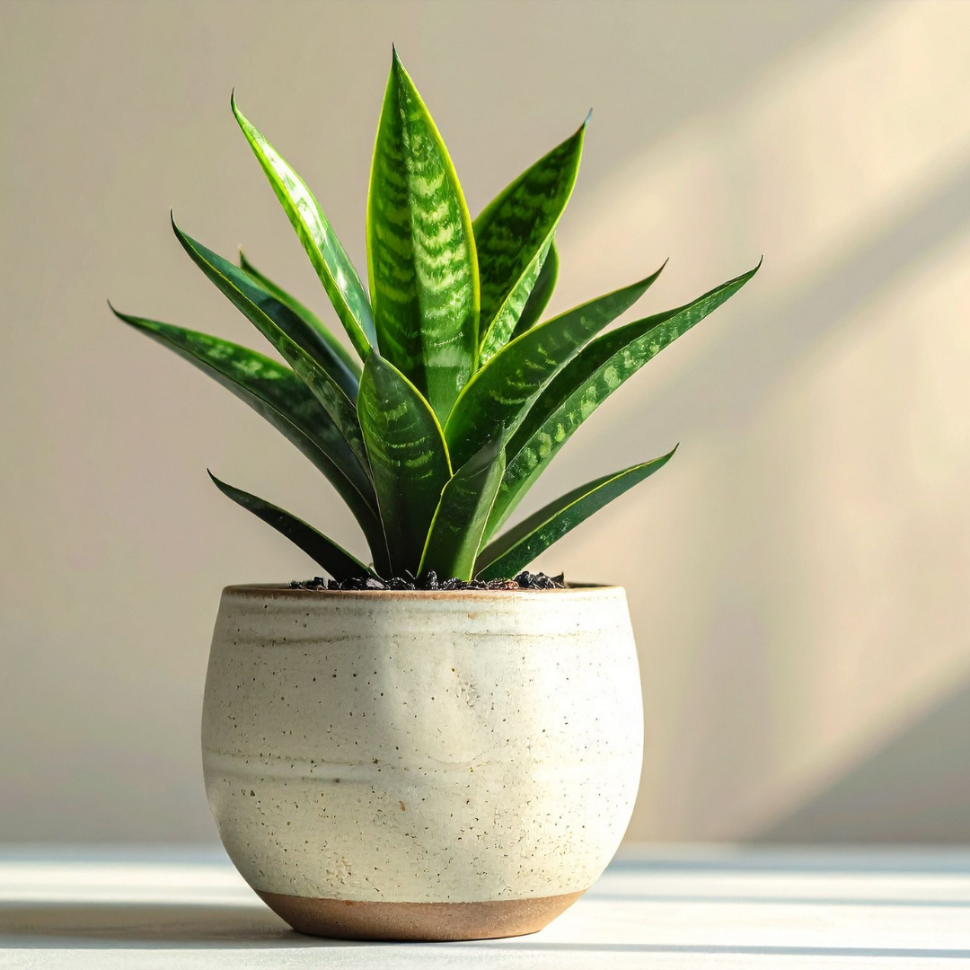 स्नेक प्लांट Snake Plant