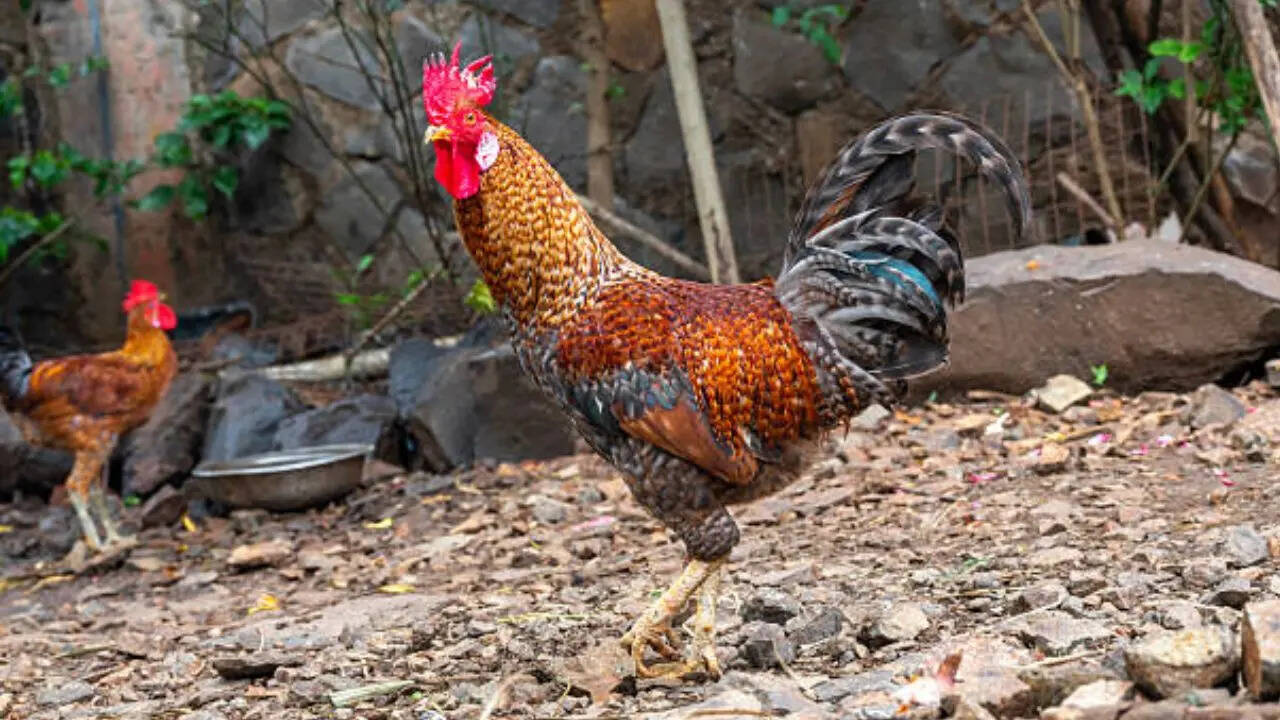 मुर्गा-मुर्गी के व्यवहार में भी है बड़ा अंतर