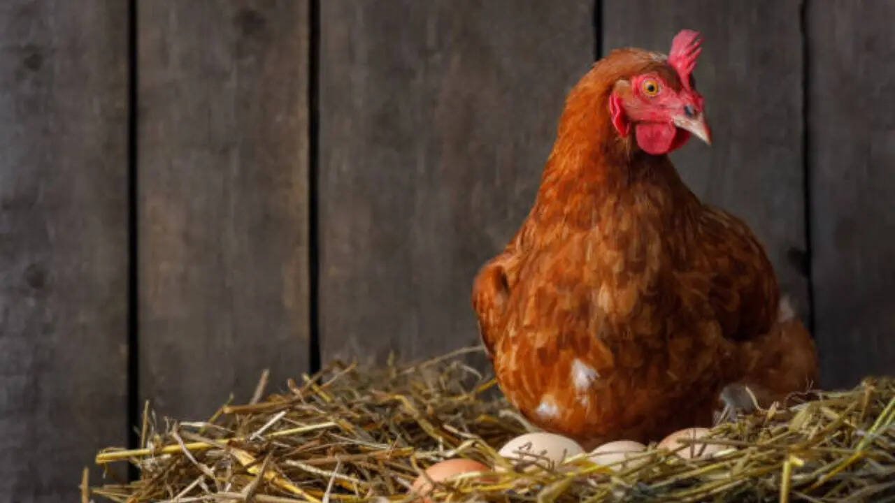 मुर्गे की कलगी साफ तौर पर दिखती है