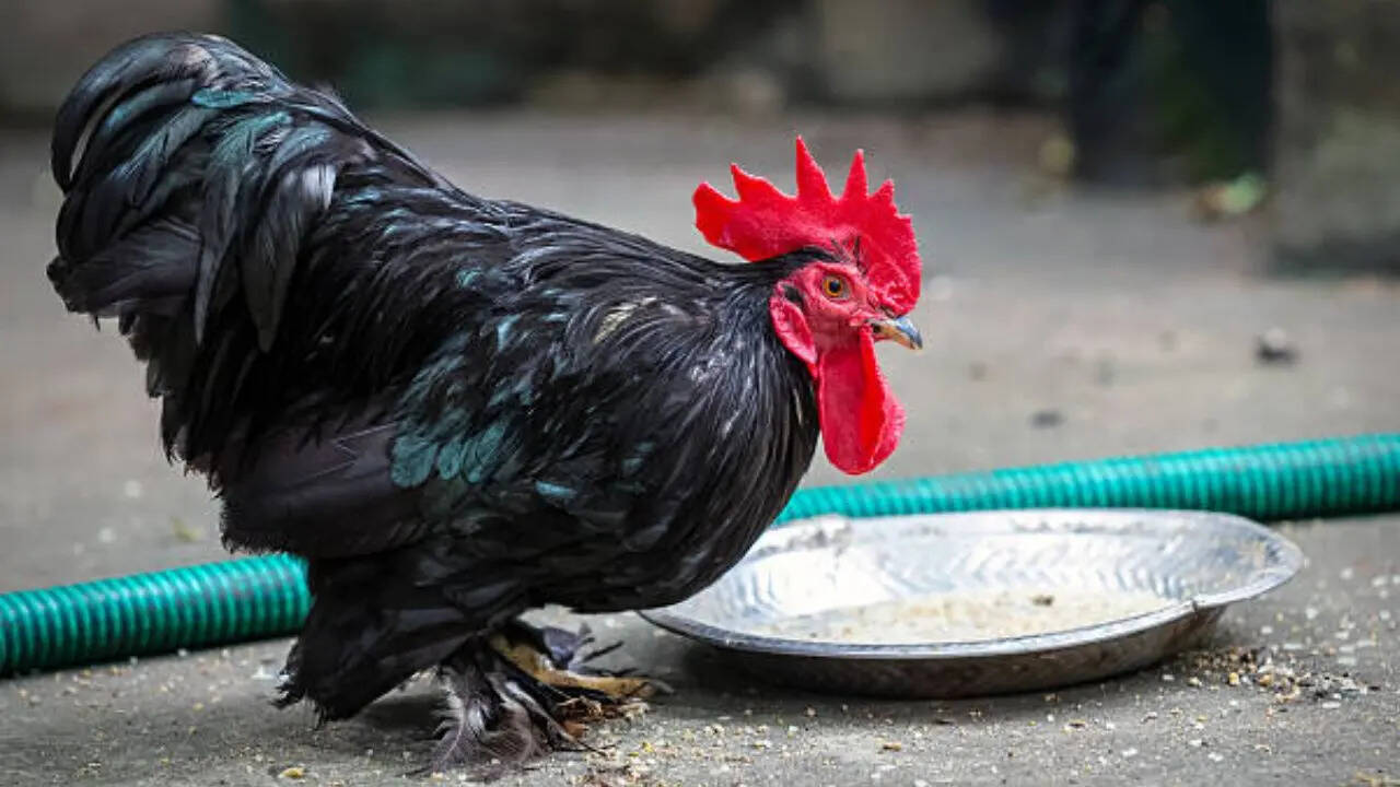 दोनों की पूंछ में अंतर