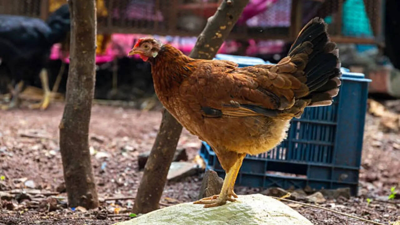 दोनों का आकार