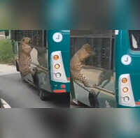 बस की खिड़की पर ऐसे कूदा तेंदुआ कुछ ही सेकंड में बदल गया नजारा वायरल वीडियो देख कांप उठेंगे