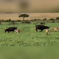 Video मां की ममता का ऐसा रूप पहले नहीं देखा होगा शेरों से अकेली भिड़ गई भैंस