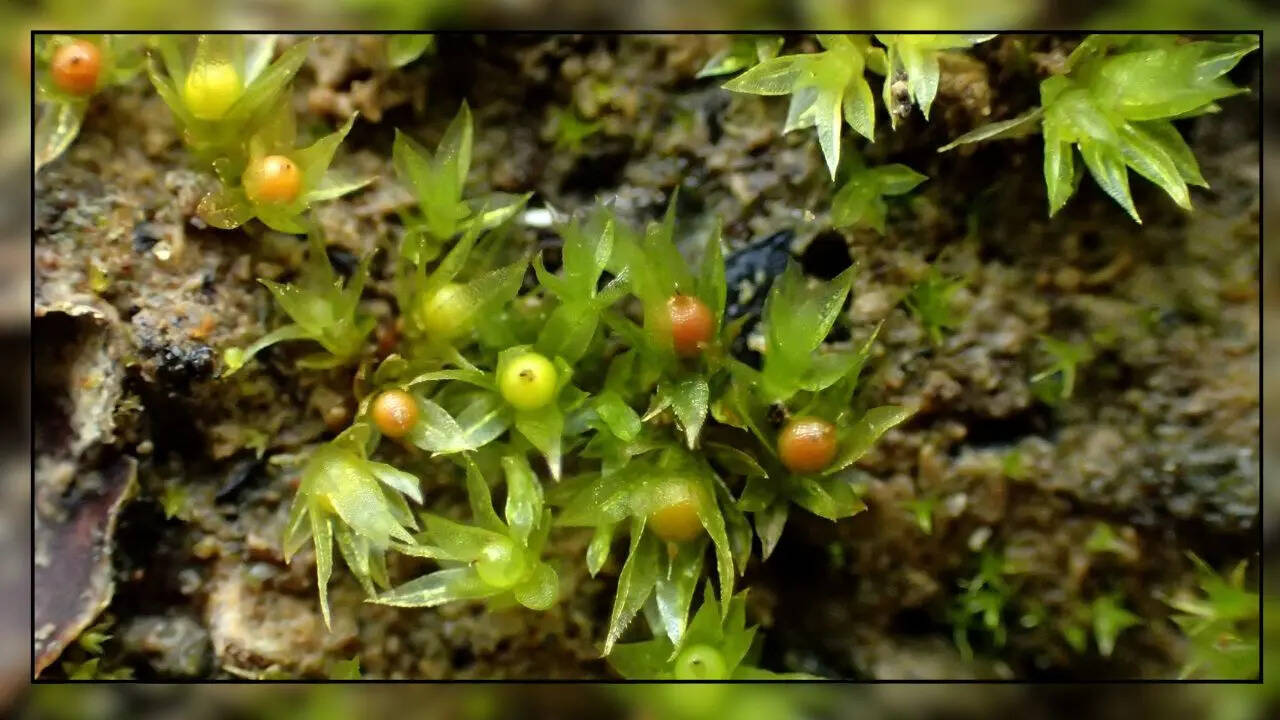 पौध के अलावा और क्या रह सकता है जिंदा