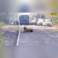 चंद्रपुर हाईवे पर टाइगर का कहर मामा मेल की एंट्री से आधे घंटे तक थमा ट्रैफिक देखें VIDEO