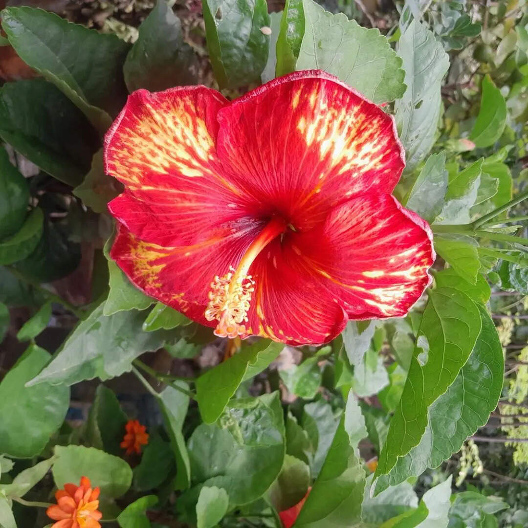 ​गुड़हल टी​