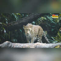 तेंदुए से बचना है तो गाना लगाएं घुंघरू वाली लाठी चलाएं पुणे वन विभाग की अनोखी एडवाइजरी