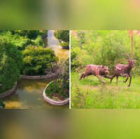 Noida News नोएडा में आज से खुलेगा जंगल ट्रेल पार्क नाइट सफारी से जिपलाइनिंग तक उठाएं इन एक्टिविटीज का लुत्फ