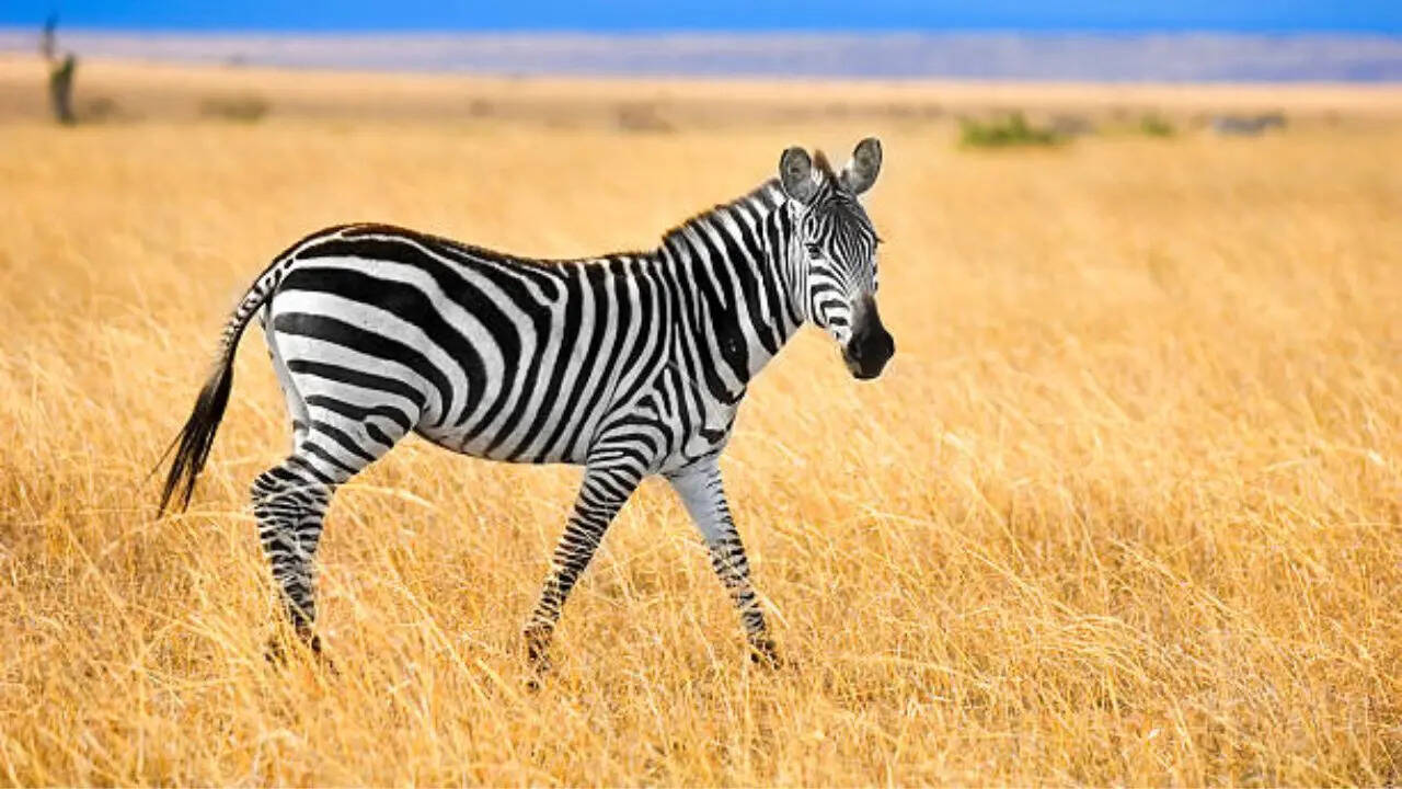 शरीर को ठंडा रखने में करती हैं मदद