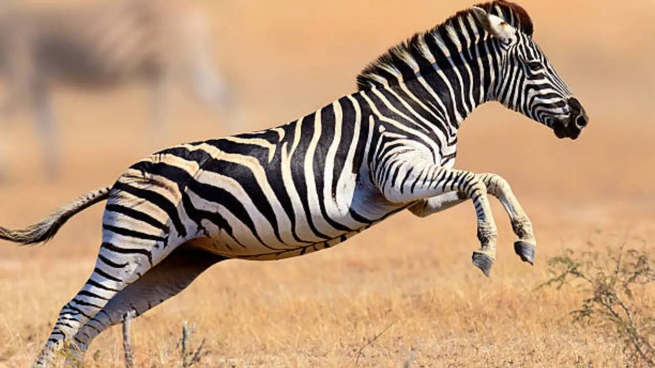 मच्छरों से बचाती हैं ये धारियां