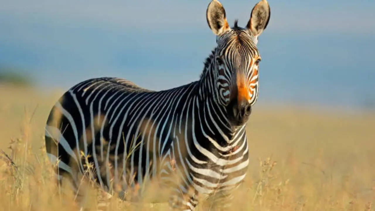 इसके पीछे हैं कई कारण