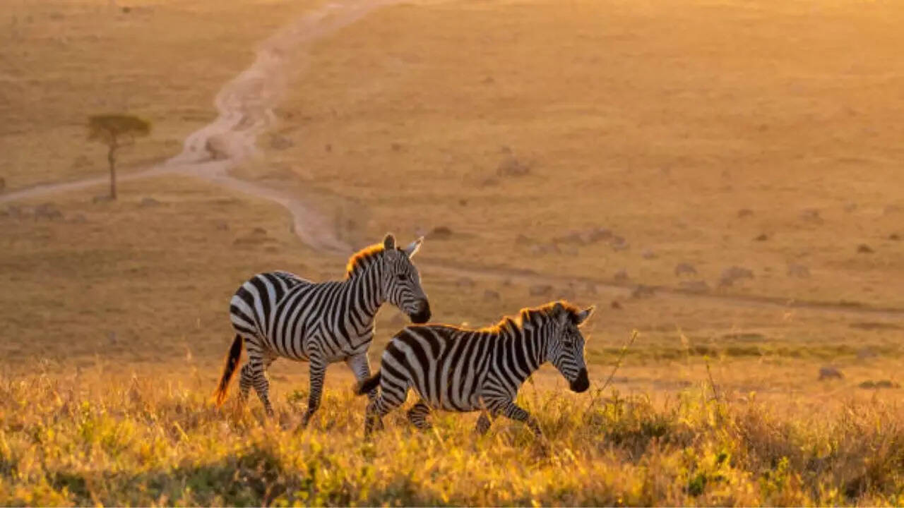 जेब्रा के शरीर पर काली धारियां क्यों होती हैं