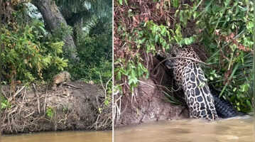 Shocking Video खलनायक की तरह नदी में कूदा तेंदुआ और कर डाला पानी के जल्लाद का शिकार देखकर कांप उठेंगे