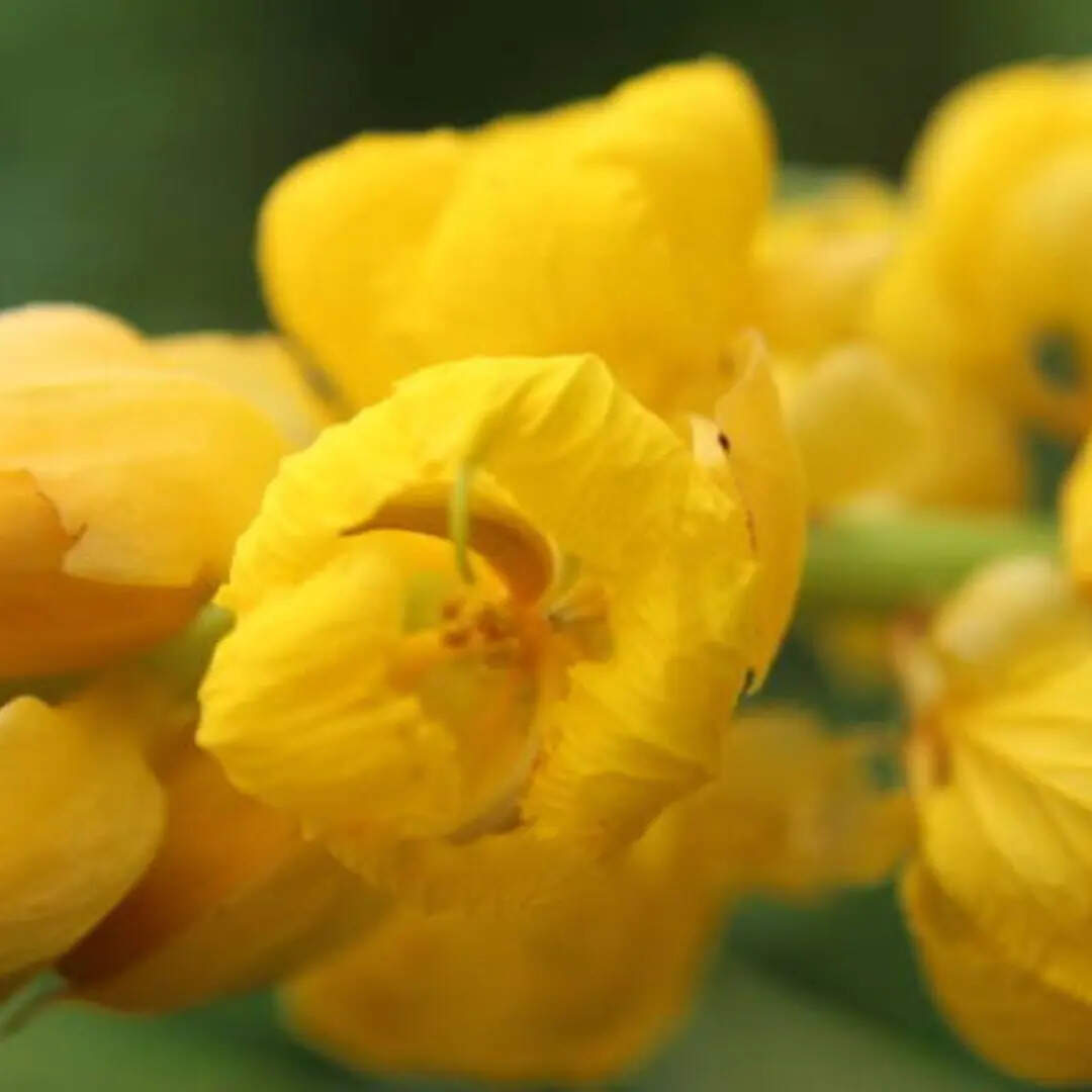 लेप और काढ़ा