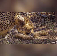 मध्य प्रदेश के ग्वालियर में चीते के बच्चे की मौत कुनो नेशनल पार्क के बाहर हाईवे पर लगी वाहन से टक्कर