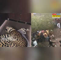 MP News दमोह में तेंदुए का आतंक रेस्टोरेंट संचालक को किया जख्मी SDRF और वन टीम ने संभाली कमान