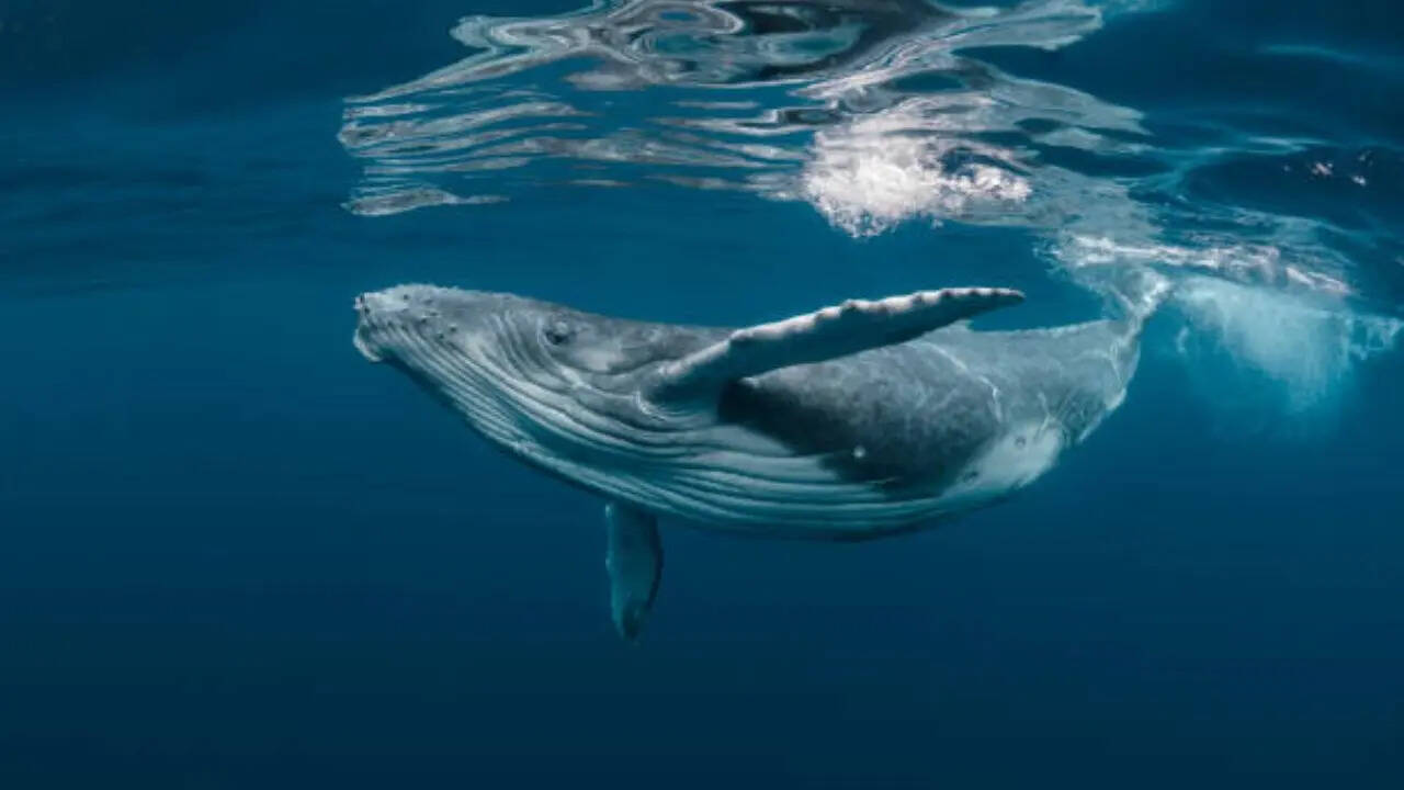 सांस कैसे लेती है व्हेल