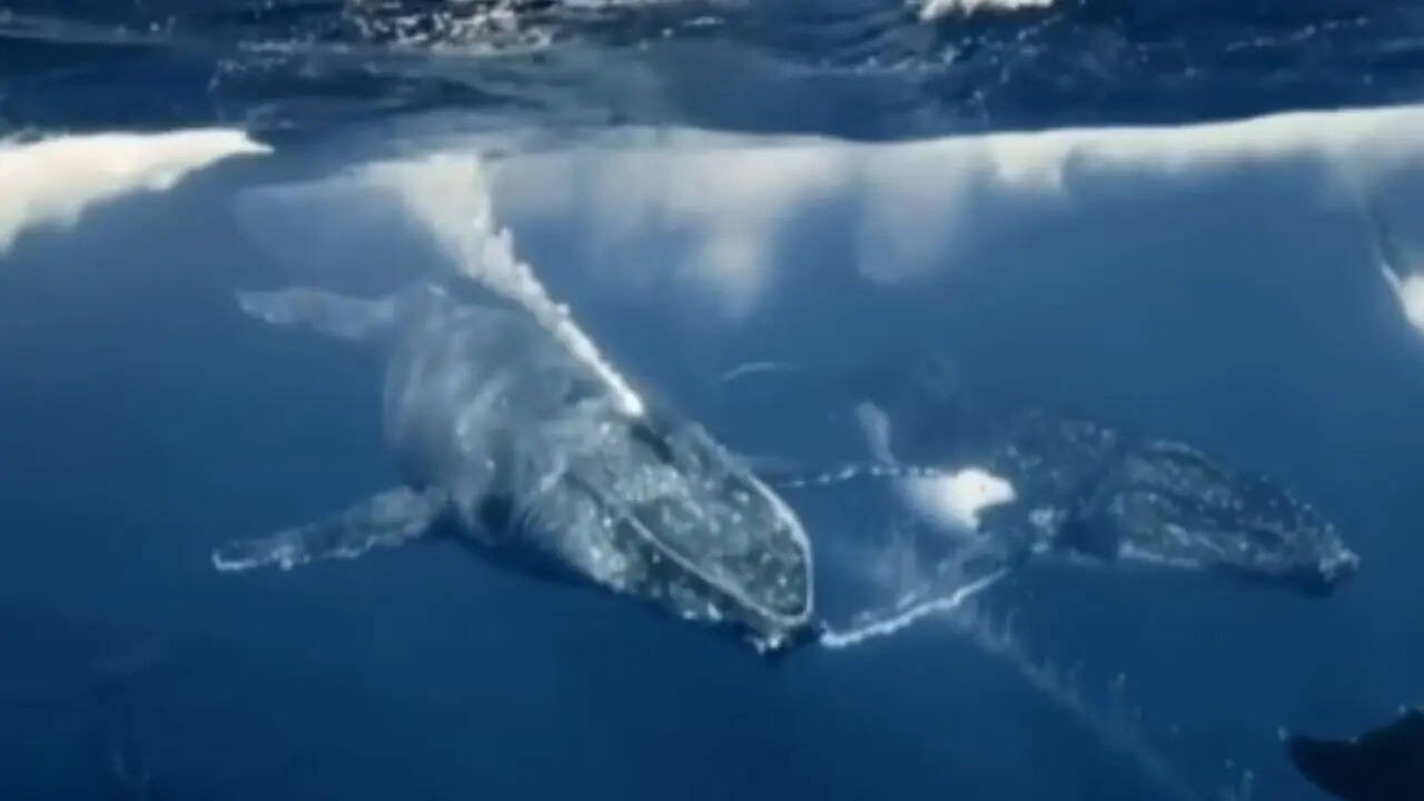 क्या पानी में नहीं घुलता व्हेल का दूध