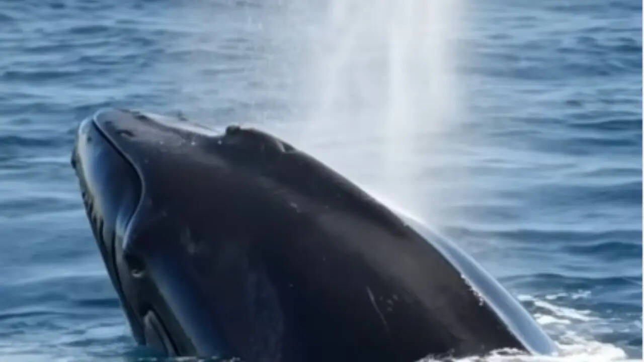 एक बार में कितना दूध देती है व्हेल