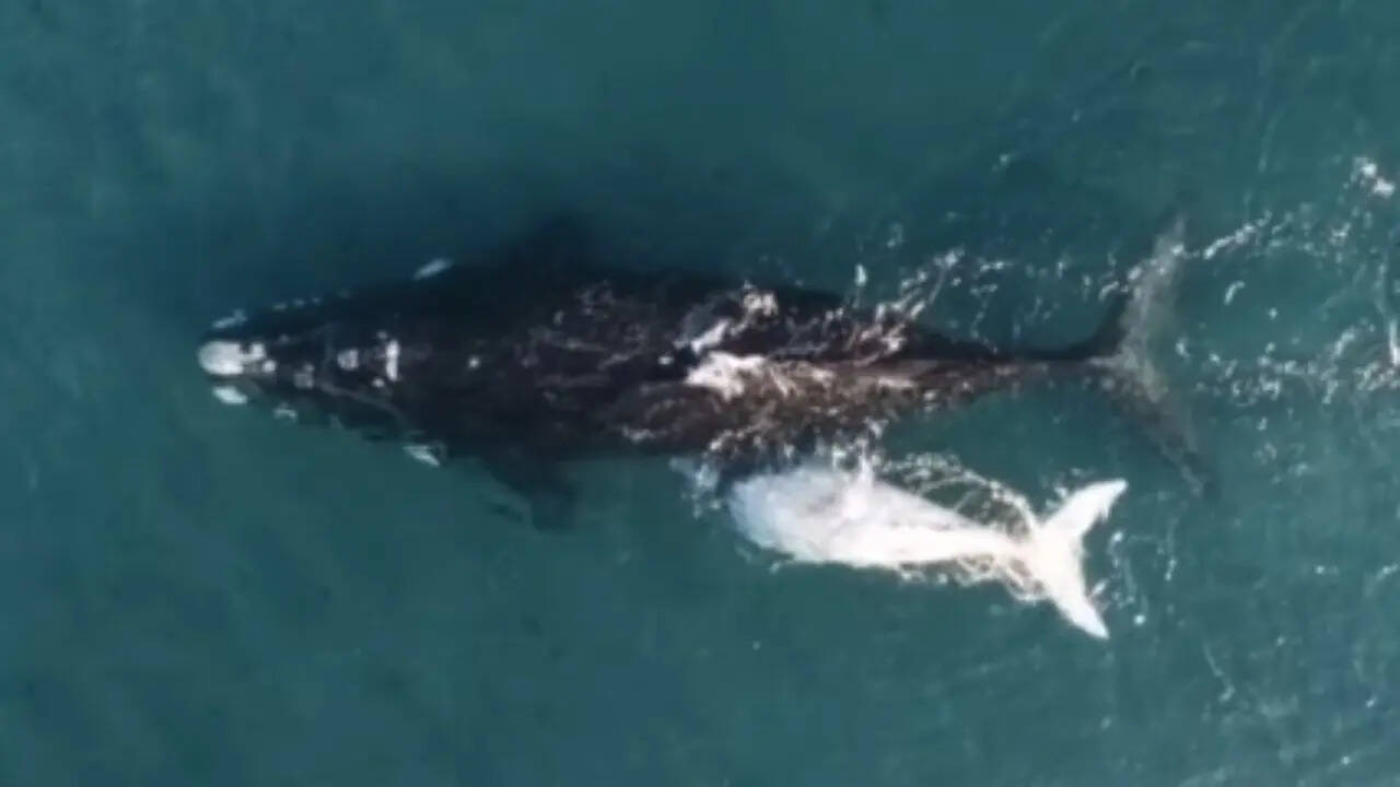 धरती की सबसे बड़ी स्तनधारी प्राणी
