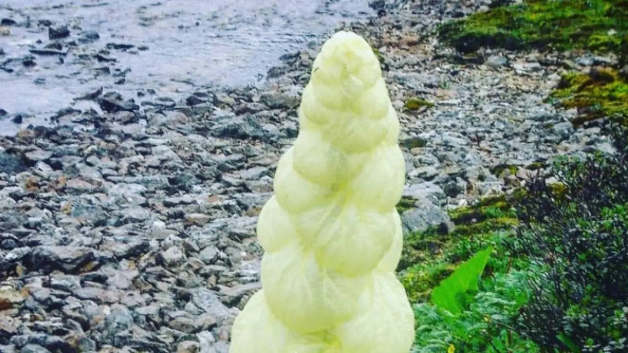 औषधीय और सांस्कृतिक महत्व