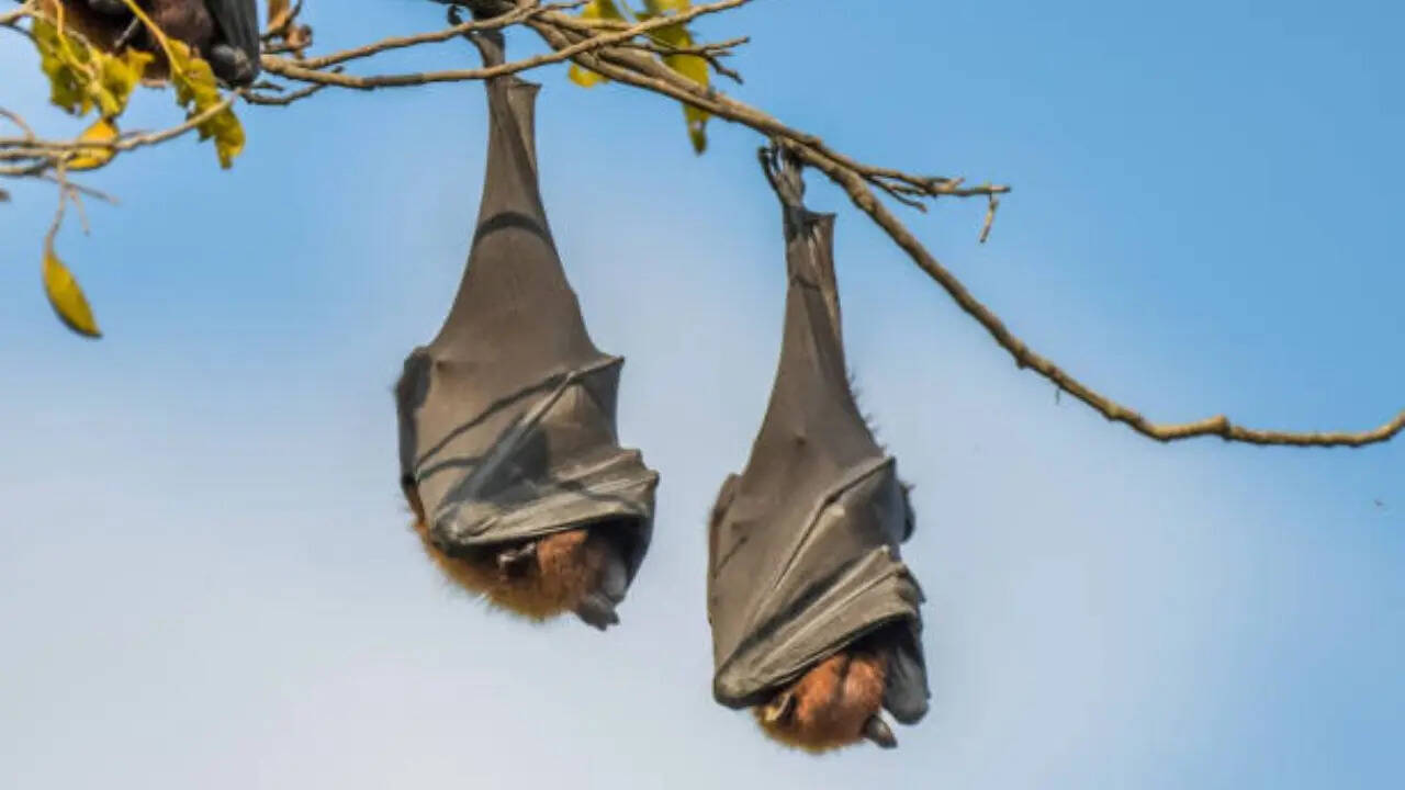 हमेशा उल्टे ही क्यों लटके रहते हैं चमगादड़
