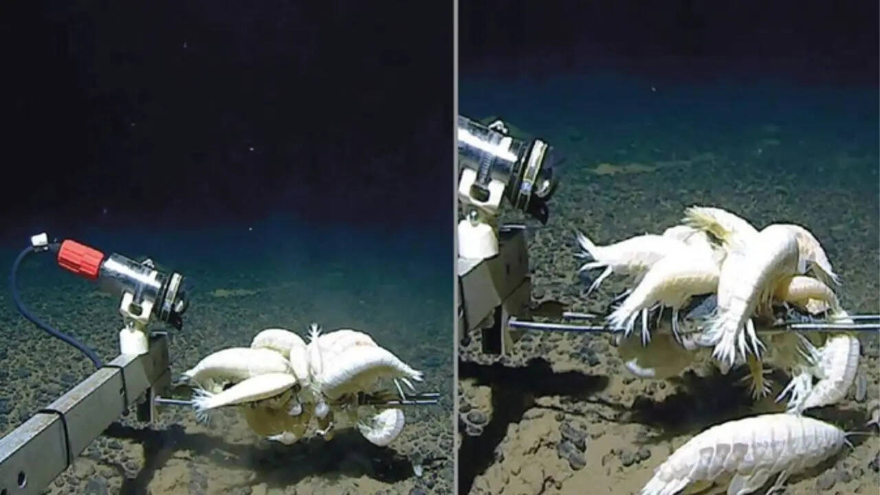 हजारों फीट नीचे मिला रहस्यमयी जीव