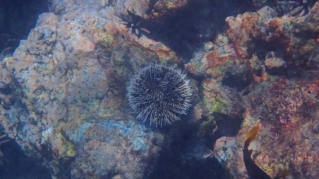 एलियन जैसा दिखने वाला जीव