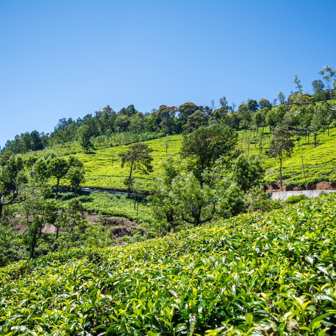 कोडाइकनाल