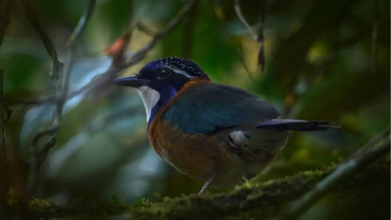 बैट्राकोटॉक्सिन नाम का बेहद शक्तिशाली विष