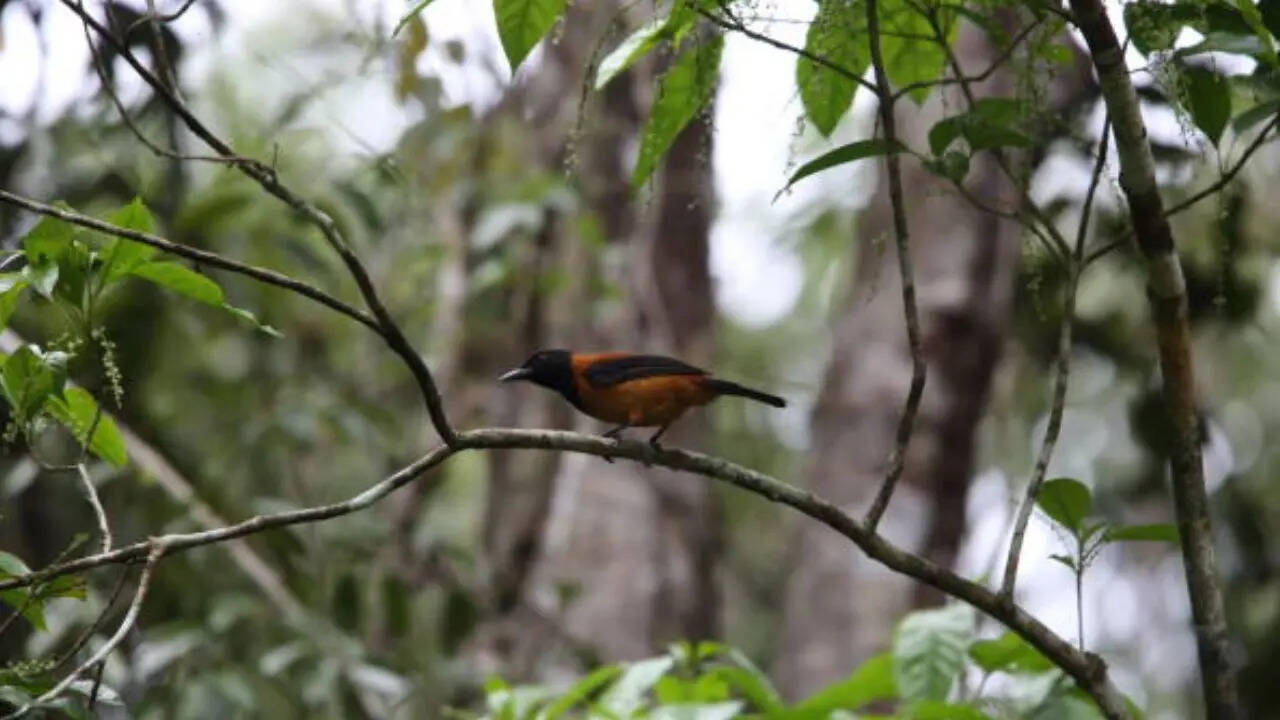 प्रकृति का दुर्लभ चमत्कार