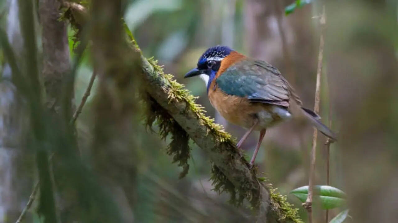देखने में बेहद खूबसूरत