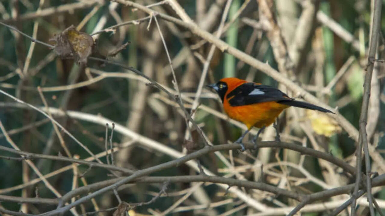 छूने मात्र से ही इंसान को मार जाता है लकवा