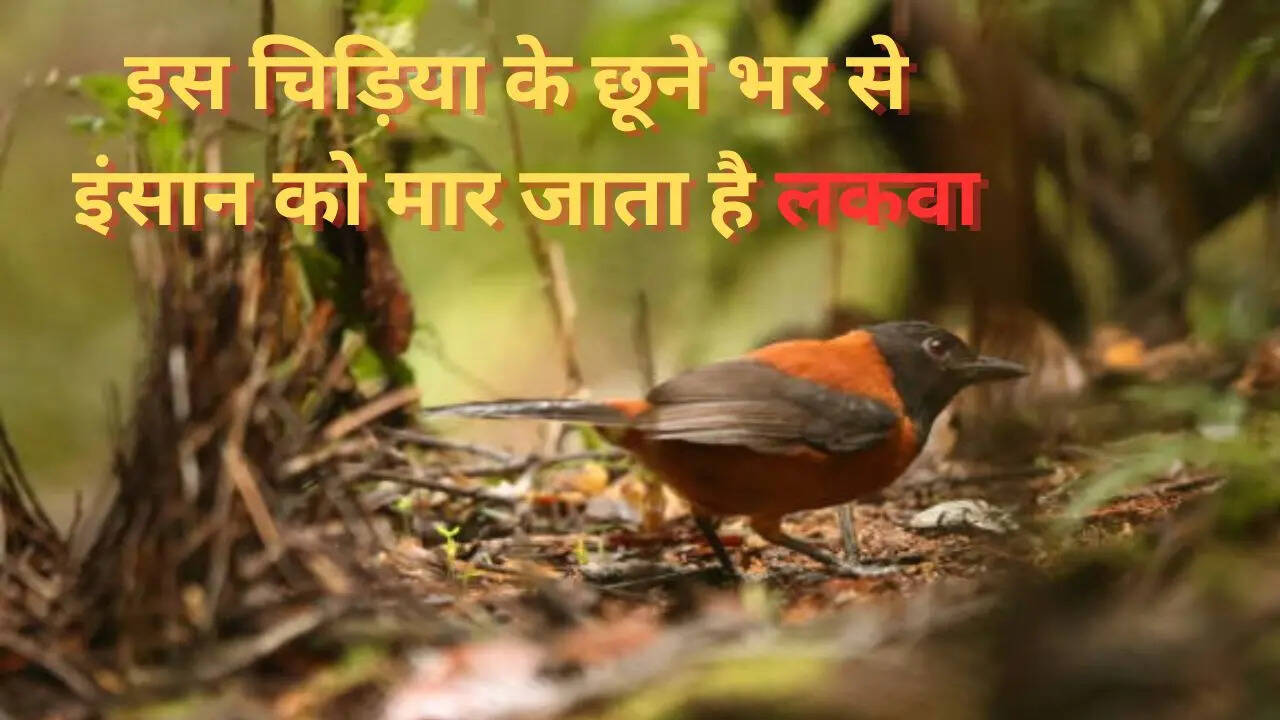 धरती का सबसे खूंखार पक्षी