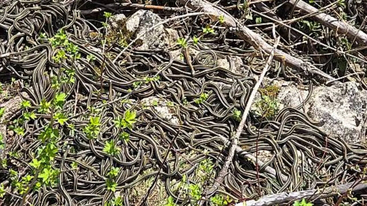 75 हजार से ज्यादा सांप स्नेक डेंस में आते हैं