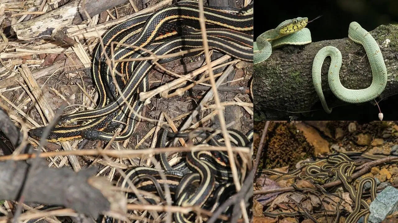 नर सांप मादा सांपों पर डोरे डालते हुए नजर आ जाएंगे