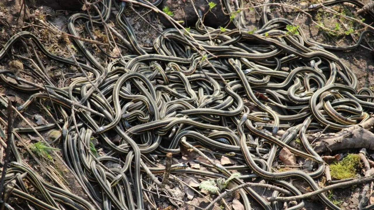 इसे मेटिंग बॉल कहा जाता है