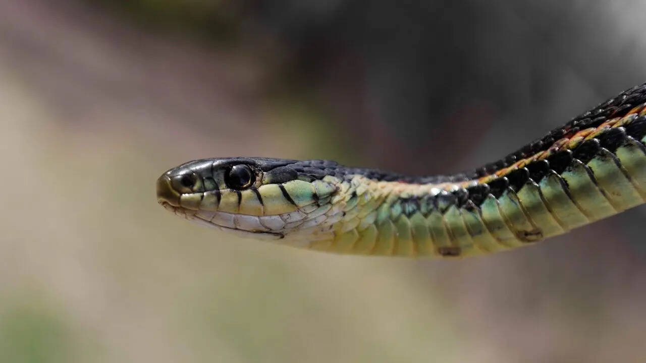 नर सांप मादा को रिझाते हैं