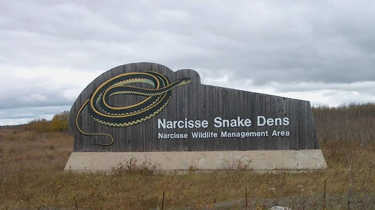 गार्टर स्नेक्स के लिए प्राकृतिक आश्रय