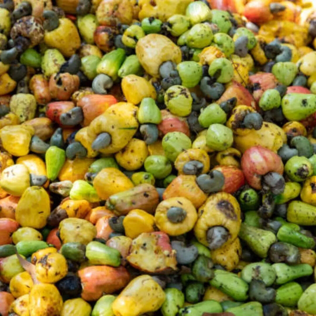 सालाना 40 हजार टन काजू उत्पादन