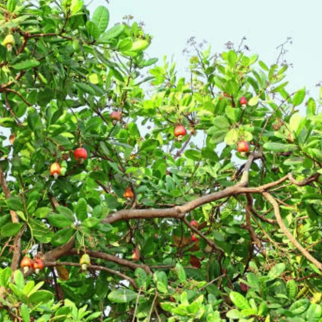 मूल्यवर्धन और वैज्ञानिक मूल्य निर्धारण पर जोर