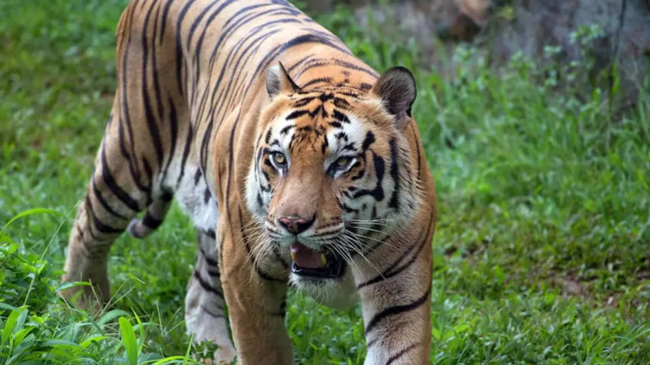 चीन जंगली बाघों की मौजूदगी बहुत कम